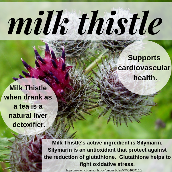 Milk Thistle seed is a medicinal herb that supports the liver and the digestion system. It cleanses the liver and supports the general health of the liver. Milk Thistle is also called Silybum Marianum, Holy Thistle, Lady's Thistle, Mary Thistle, and Marian Thistle. 