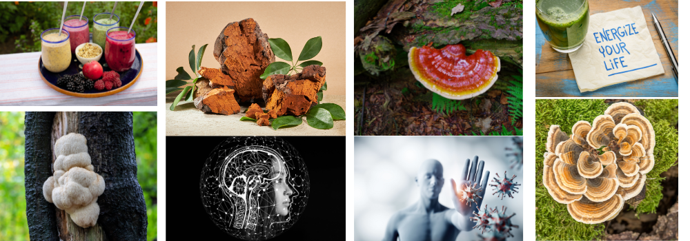key adaptogenic mushrooms—Lion's Mane, Reishi, Cordyceps, Chaga, Turkey Tail, and Blazei—highlighting their health benefits for brain function, energy, and immunity