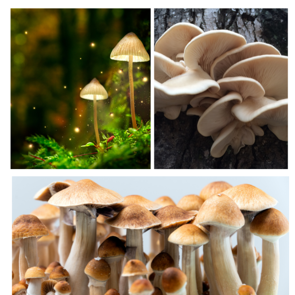 The Enchanting World Of Medicinal Mushrooms 1st Chinese Herbs