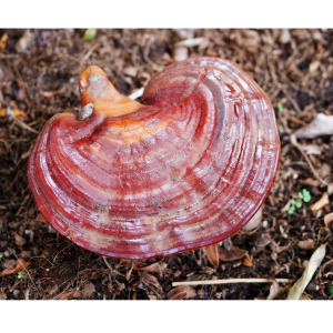 reishi-mushroom-for-herbal-remedy.png
