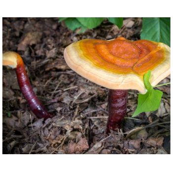 reishi mushrooms and its health benefits, how to use reishi  mushroom