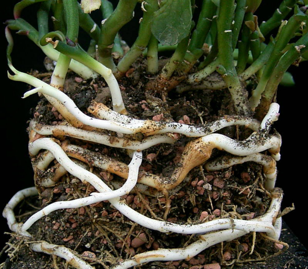 Picture of a Rhizome