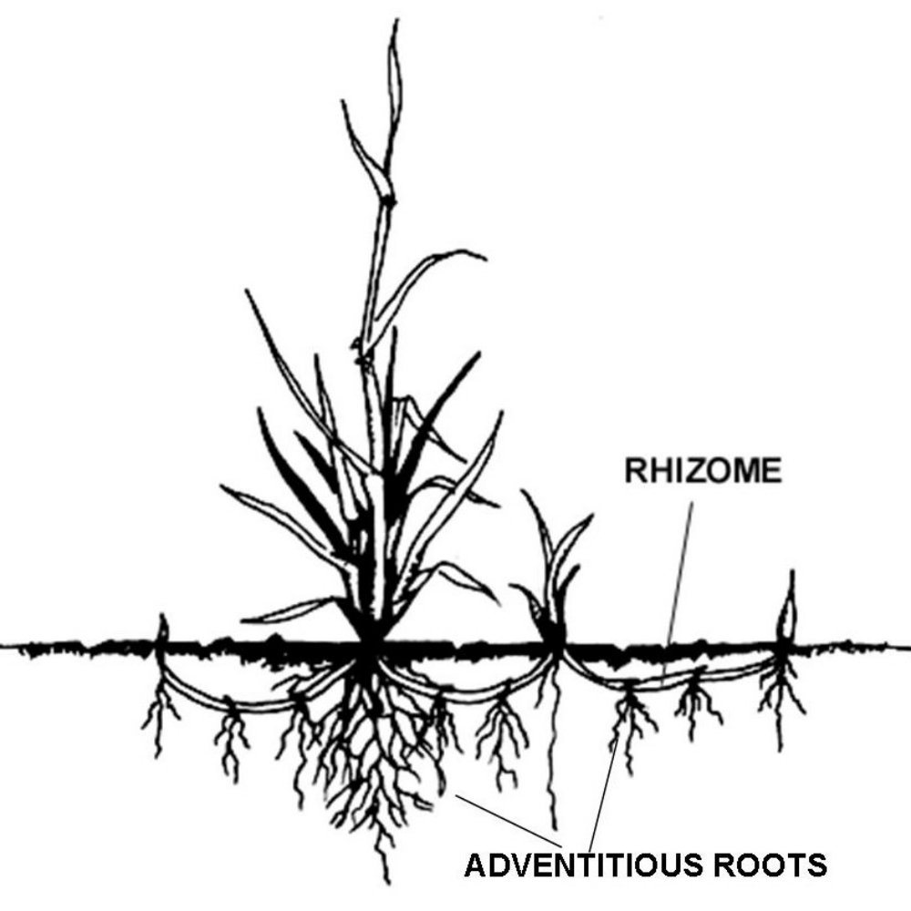 Structure of a plant with a rhizome