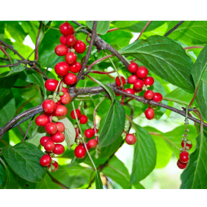 schisandra-for-herbal-remedy.png