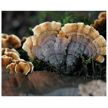 turkey tail mushroom, how to use turkey tail mushroom, what are its medicinal properties, what health benefits does  turkey tail have