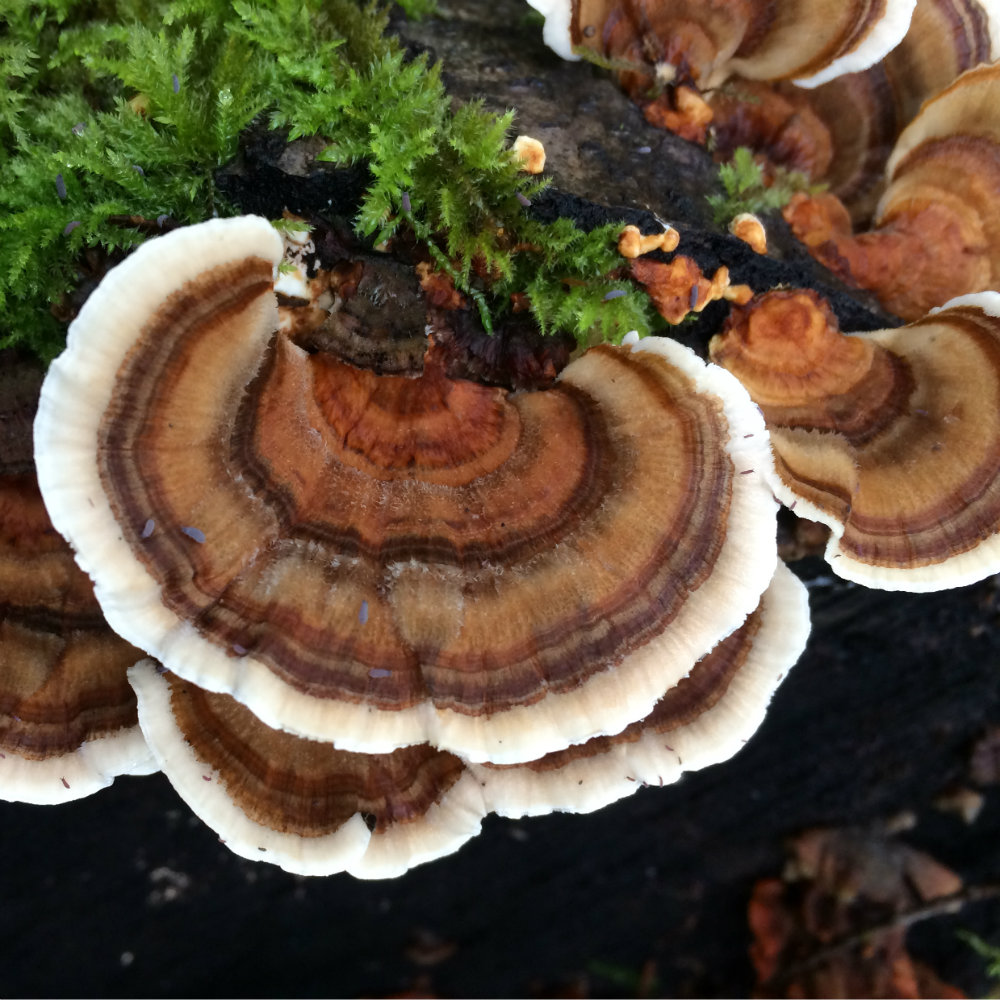 wild-turkey-tail.jpg