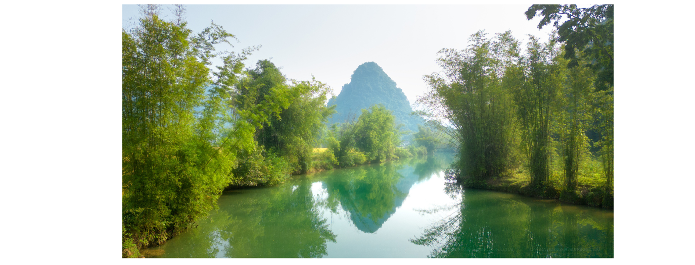 yu xing cao growing areas