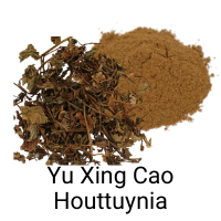 Yu Xing Cao - Houttuynia - immune booster, COVID19 herb