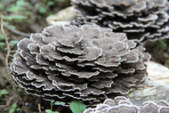 Episode 1: Turkey Tail