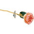 Lacquered Cream Rose With Gold Trim 