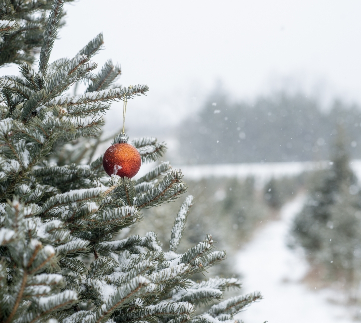 Christmas Trees