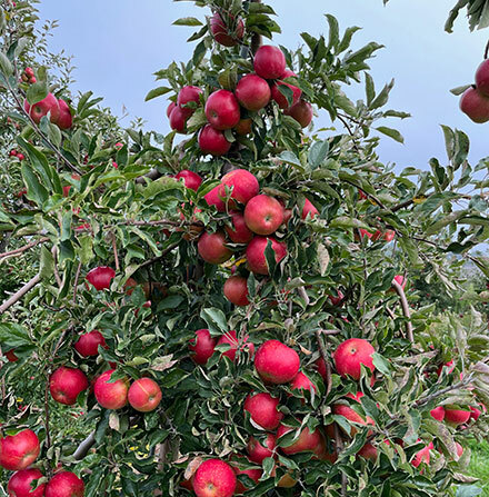 U-Pick Apples & Pumpkins