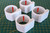 Replacement/Additional rings for 35mm (FirstContact) poles (x4 white)