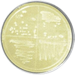bioWORLD* Luria-Bertani (LB) Agar Plates, w/ Kanamycin