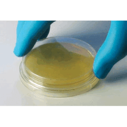 Pharma-Choice* TSA (Tryptic Soy Agar) Plate with Lecithin and Tween