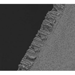 Poretics* 0.8 µm Polycarbonate Track Etched (PCTE) Membranes