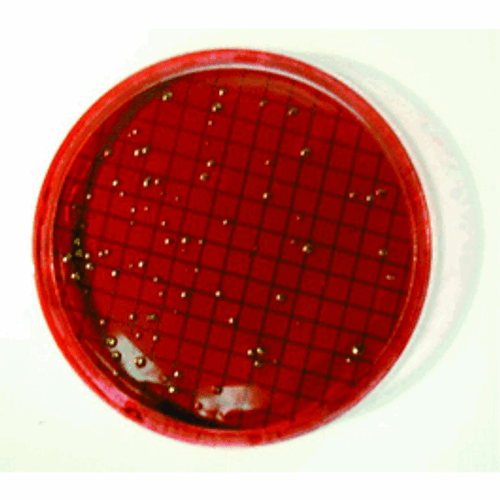 GVS Life Sciences* M-Endo Coliform Broth