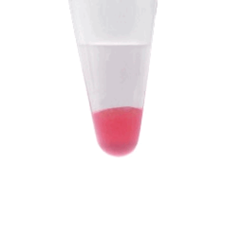 bioWORLD* viewIP* Protein G Red Separopore* (Agarose) 4B-CL