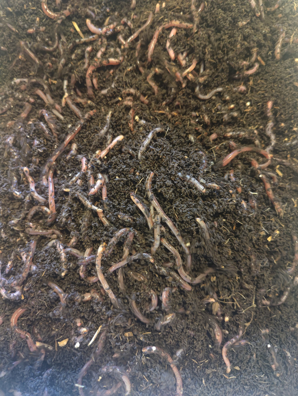 Dirt & Compost Starter Replacement Bedding for Worm Farms