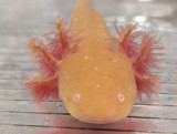 ​The Enchanting World of Axolotls: Nature's Aquatic Marvels 