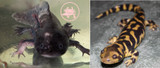 Axolotl vs. Salamander: Unveiling the Differences