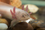 Axolotl Characteristics 