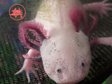 How Do Axolotls Grow New Body Parts?   Axolotl Regeneration explained