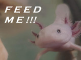 European Nightcrawlers: The Perfect Food for Axolotls