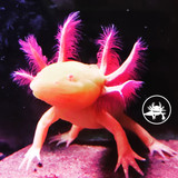 Axolotl Care:  Here is What You Need to Know