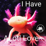 The Captivating Axolotl: Why You Should Consider Owning One