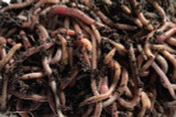 Breeding European Nightcrawlers as Nutrient-Rich Axolotl Food:  A Comprehensive Guide