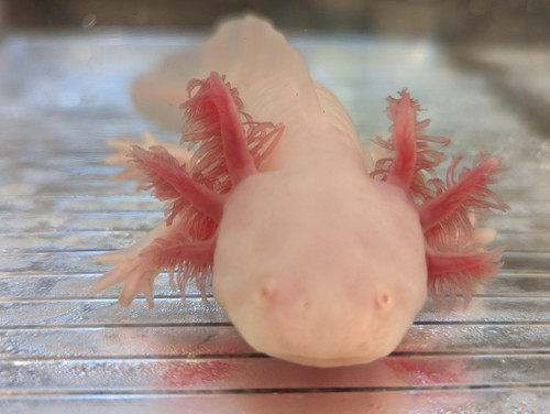 white albino axolotl