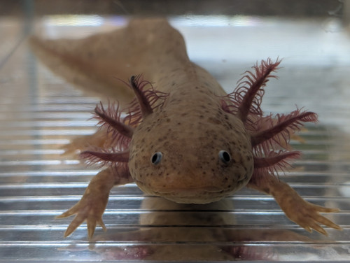 ~8"  Male Hypomelanstic Axanthic
