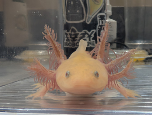 ~5" Hypomelanistic