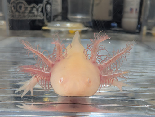 ~5" Hypomelanistic Albino