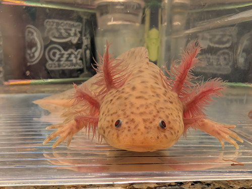 ~7" Copper. Axanthic (SOLD) ~7" Copper. Axanthic (SOLD)