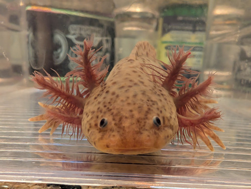 ~7" Hypomelanstic Axanthic ~7" Hypomelanstic Axanthic
