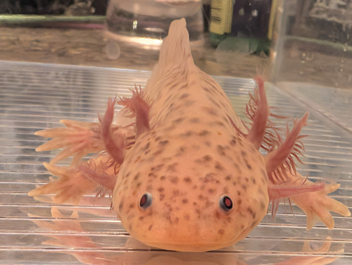 ~7"  Axanthic Copper