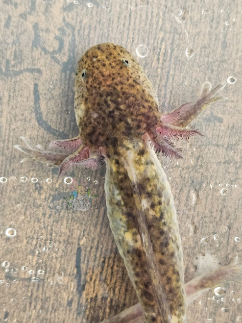 ~7-8" Male Mottled Mosaic