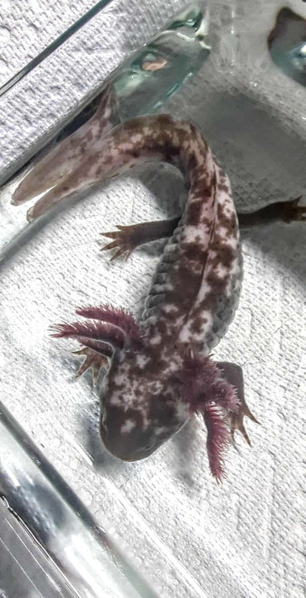 Male Mottled Mosaic (Read Product Overview) Male Mottled Mosaic (Read Product Overview)