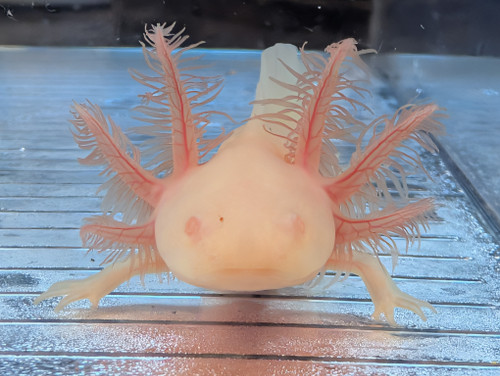 ~4-5" Hypomelanstic Melanoid Axanthic Albino