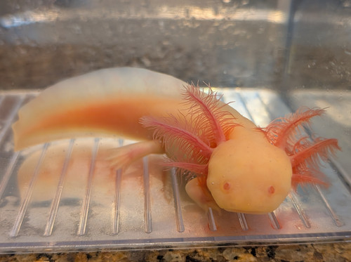 ~5-6" Hypomelanstic Melanoid Axanthic Albino (All-Het)