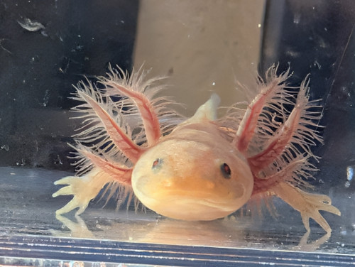 ~4-5" Hypomelanstic Melanoid Axanthic