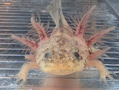 ~4-5" SuperDirtyLeucy