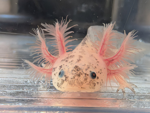 ~4-5" Super. Dirty Leucy