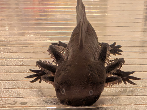 ~5-6" Melanoid Axanthic