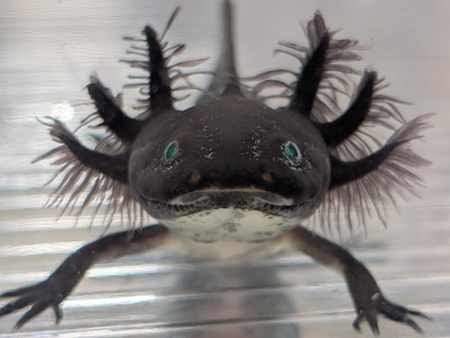 ~4" GFP Dark Melanoid