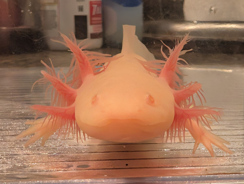 ~5-6" GFP MELANOID ALBINO