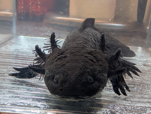 ~9" Dark Melanoid