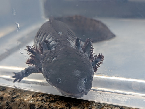 ~10" Melanoid Female